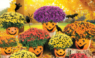 Kensington PTA Fall Mum Sale Now Underway