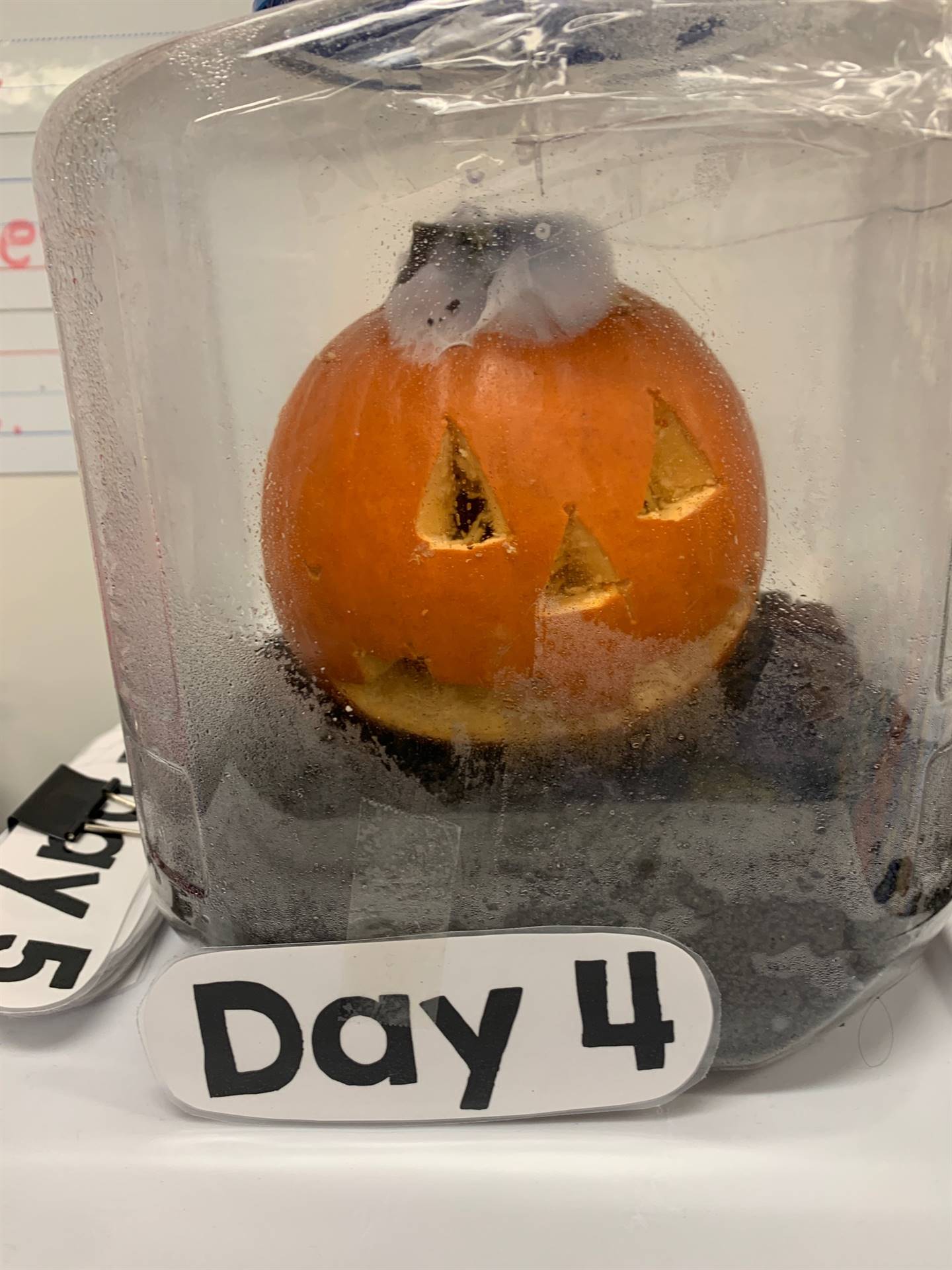 Day 4