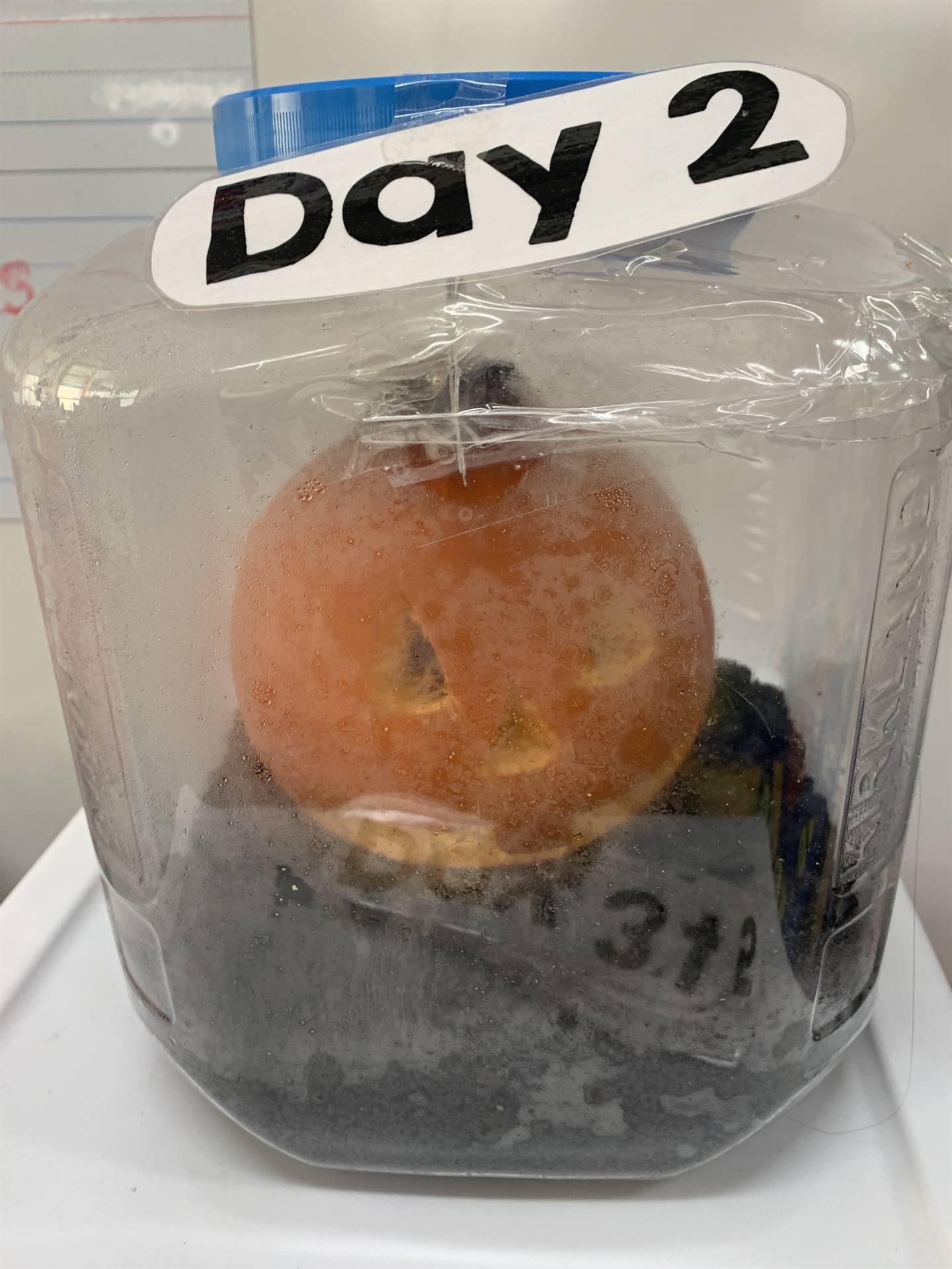 Day 2