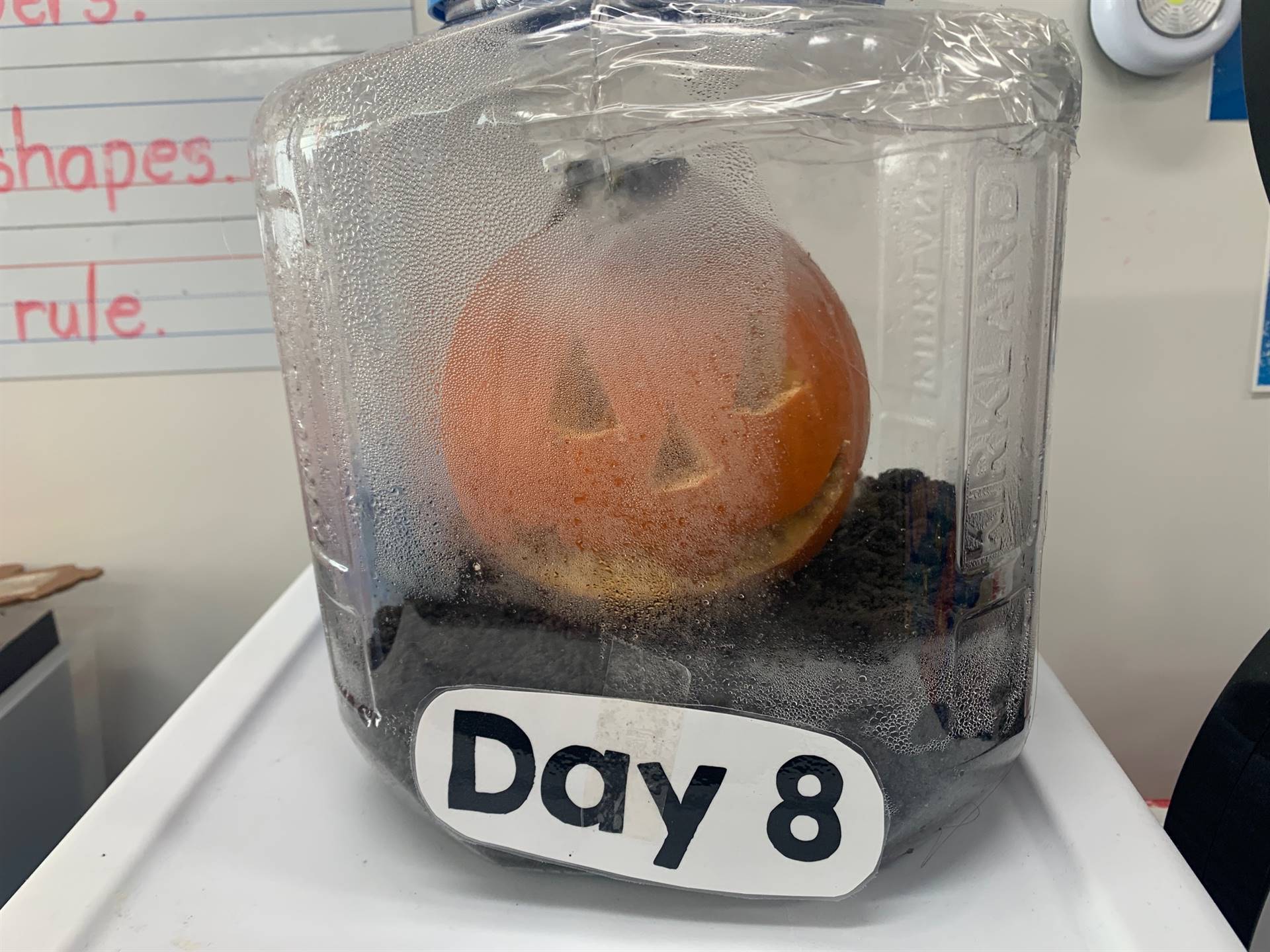Day 8