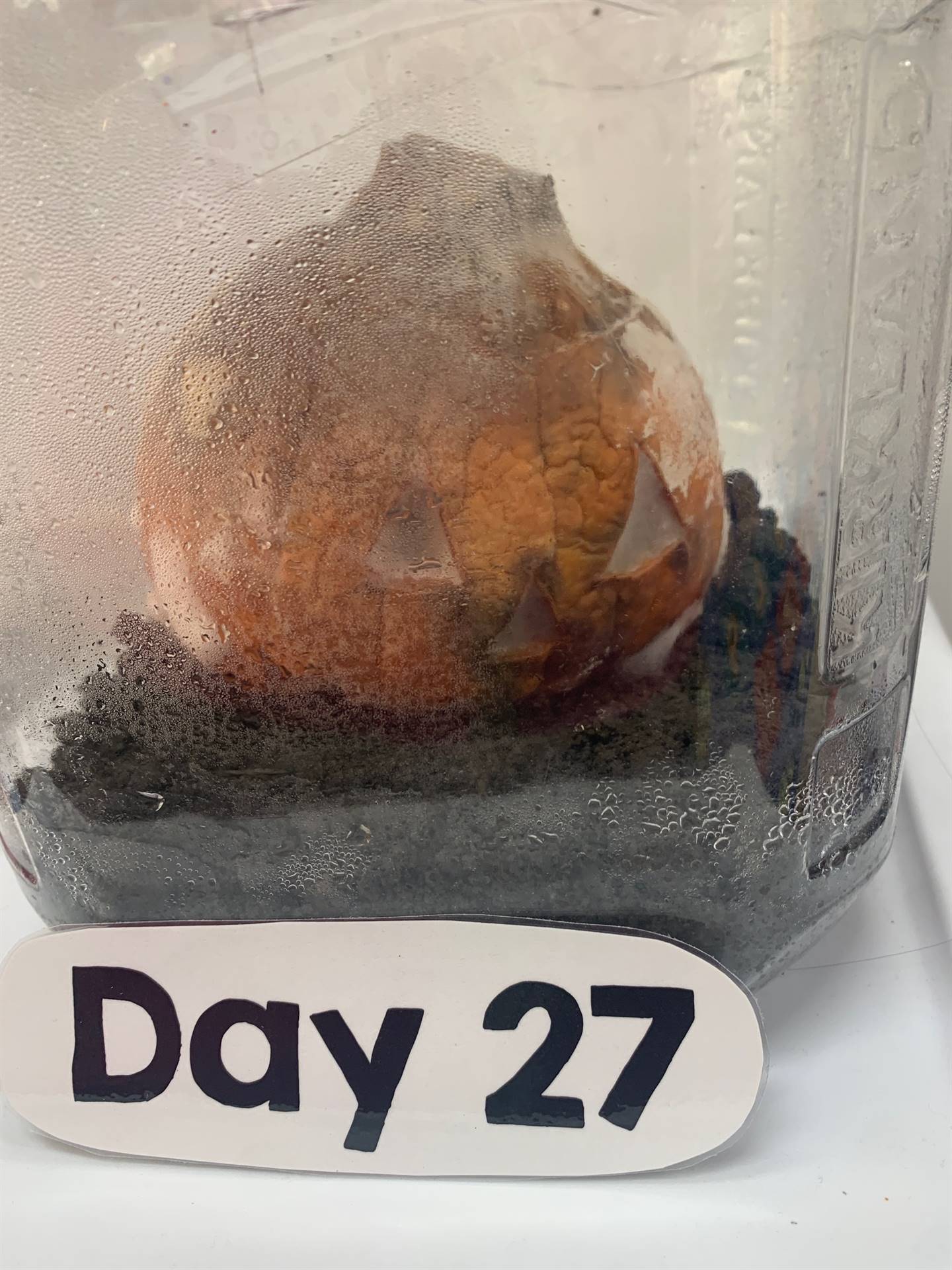 Day 27