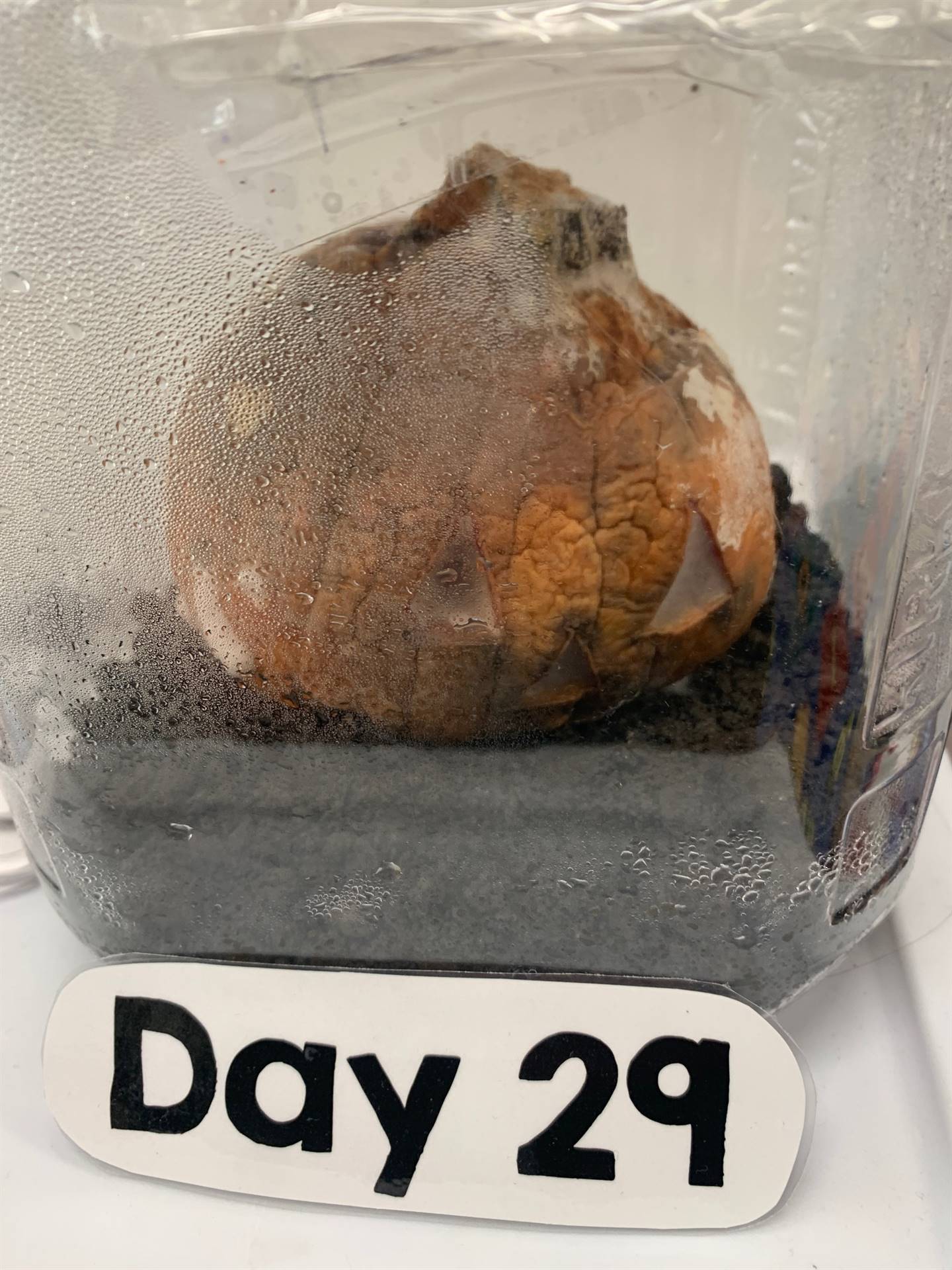 Day 29